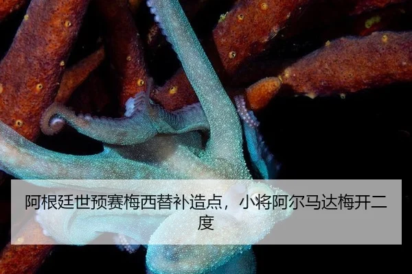 a-gen-ting-shi-yu-sai-mei-xi-ti-bu-zao-dian-xiao-jiang-a-er-ma-da-mei-kai-er-du-3-336.jpg