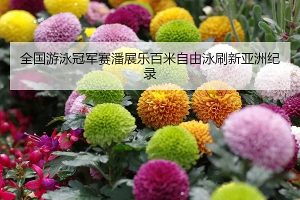 全国游泳冠军赛潘展乐百米自由泳刷新亚洲纪录